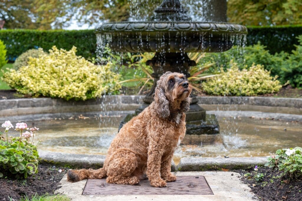 Image of Archie the Cedar Court Dog
